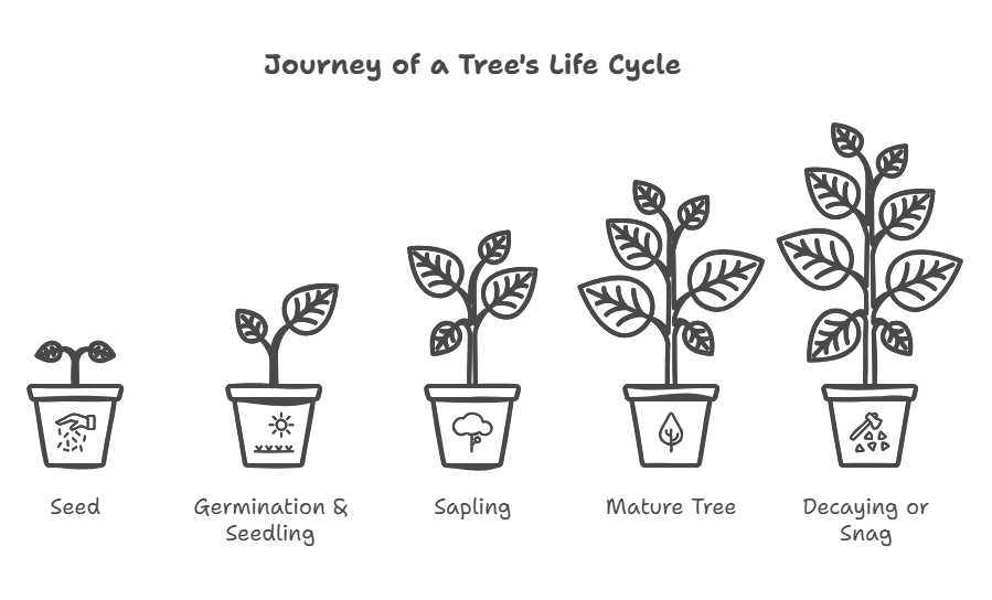 Tree Growth: Journey of a tree's life cycle