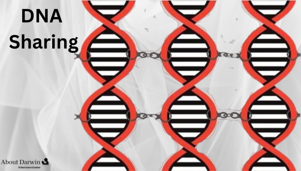 What percentage of DNA do you share with your third cousins?