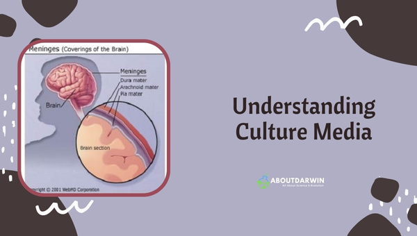 Understanding Culture Media