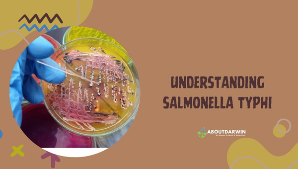 Understanding Salmonella Typhi