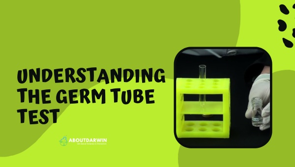 Understanding the Germ Tube Test