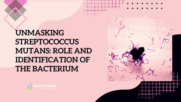 Streptococcus Mutans