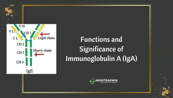 Functions and Significance of Immunoglobulin A (IgA)