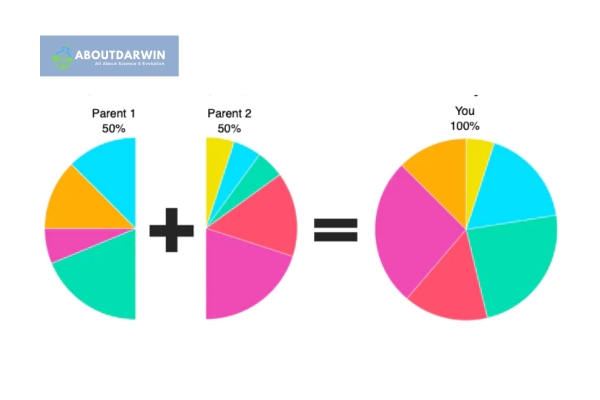 Can Your Child Have More Ethnicity Than You: More Ethnicity Than a Parent