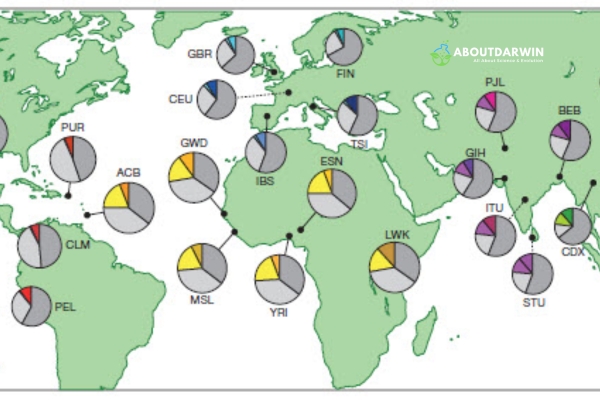 Population Genetics Explained [Evolution and Diversity]