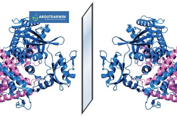 Analyzing DNA Matches Using Mirror Trees