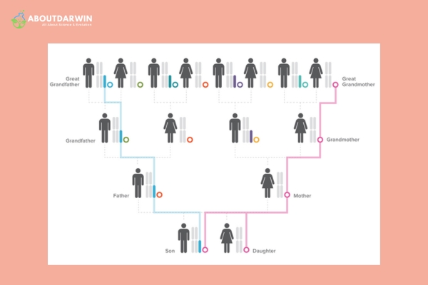 Understanding Sibling DNA: Common Misconceptions About Sibling Genetics