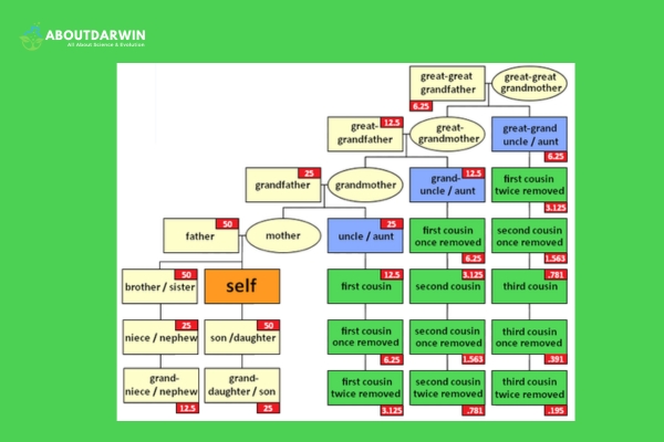 Shared DNA for Cousins: Discover Your Genetic Links!