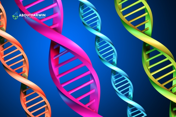 How to Organise Your DNA Matches: Review and Categorize Your Matches