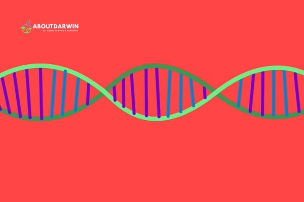 What is DNA Data Transfer?