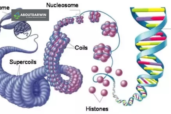 Shared DNA for Cousins: Shared DNA Percentages Among Cousins