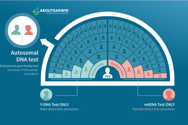 What is Autosomal DNA?