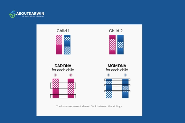 What is Sibling DNA?