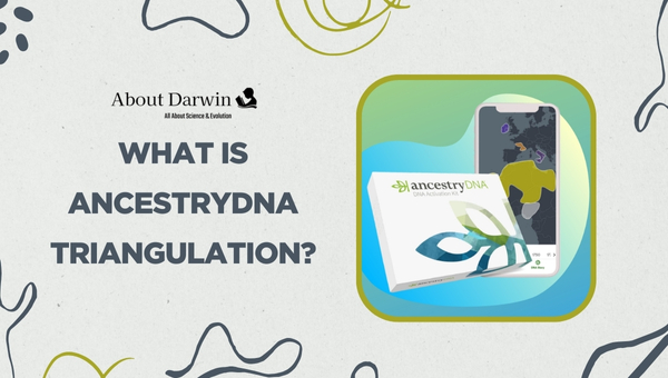 What is AncestryDNA Triangulation?