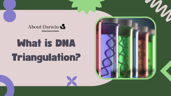 What is DNA Triangulation?