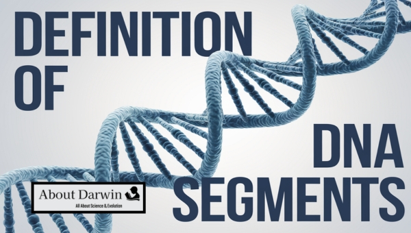 Definition of DNA Segments