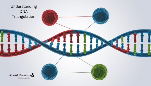 Understanding DNA Triangulation