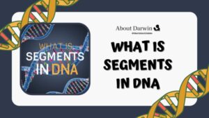 What Is Segments in DNA