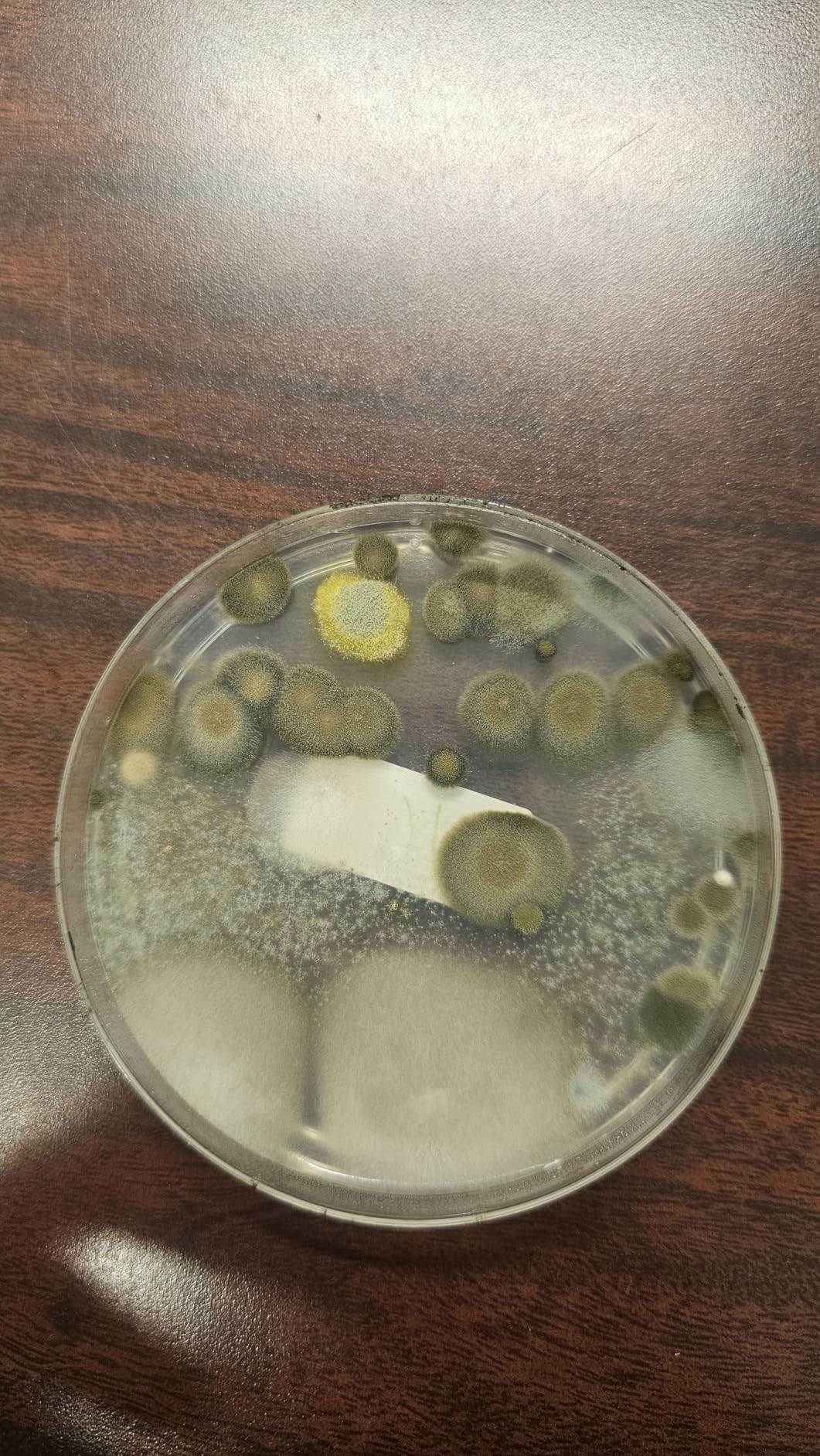 Mold Test Kit for Home - 12 Simple Detection Tests,Test HVAC System,Home Surfaces,& Indoor Air Quality Testing Kits,DIY Mold Detector at Home,Includes Detailed Mold Identification Guide,air Tester - Customer Photo 2