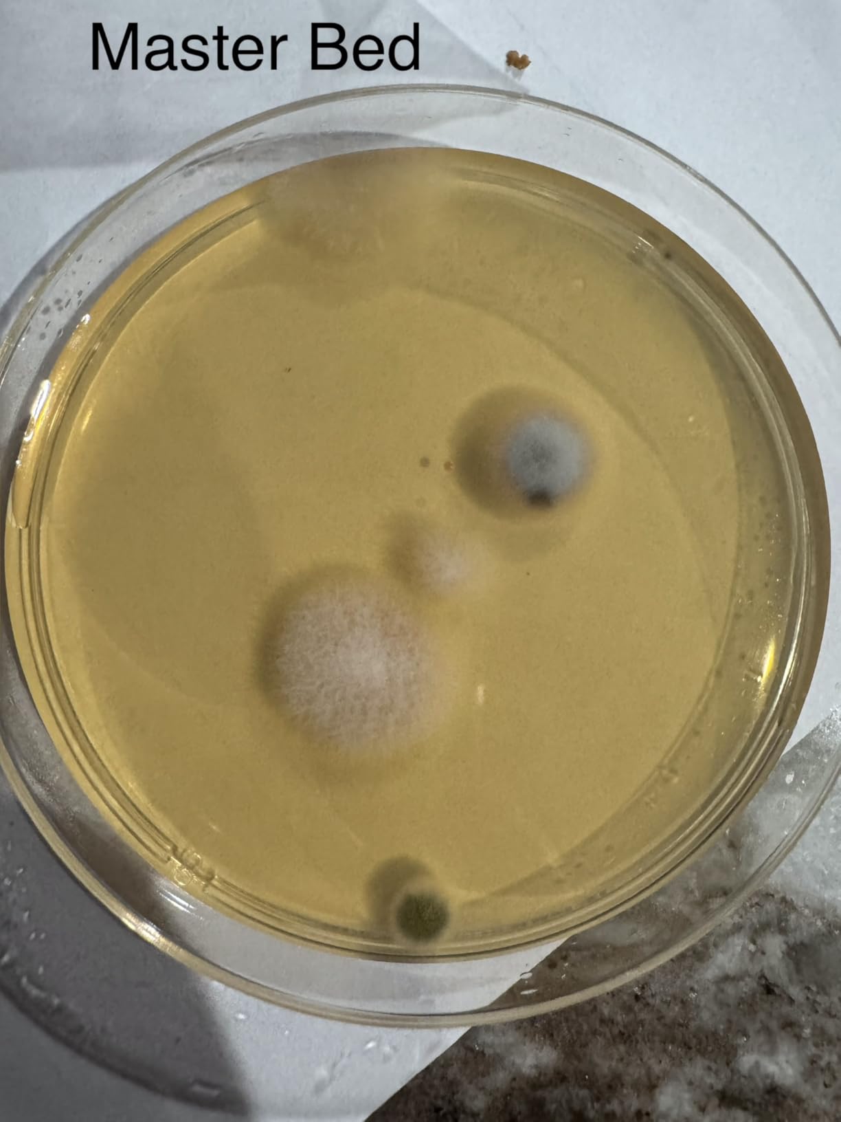 Mold Test Kit for Home, 8 Detection Tests for HVAC, Surfaces & Indoor Air Quality, DIY Black Mold Detector Testing kit at Home, Includes Detailed Identification Guide, Free Lab Analysis - Customer Photo 2