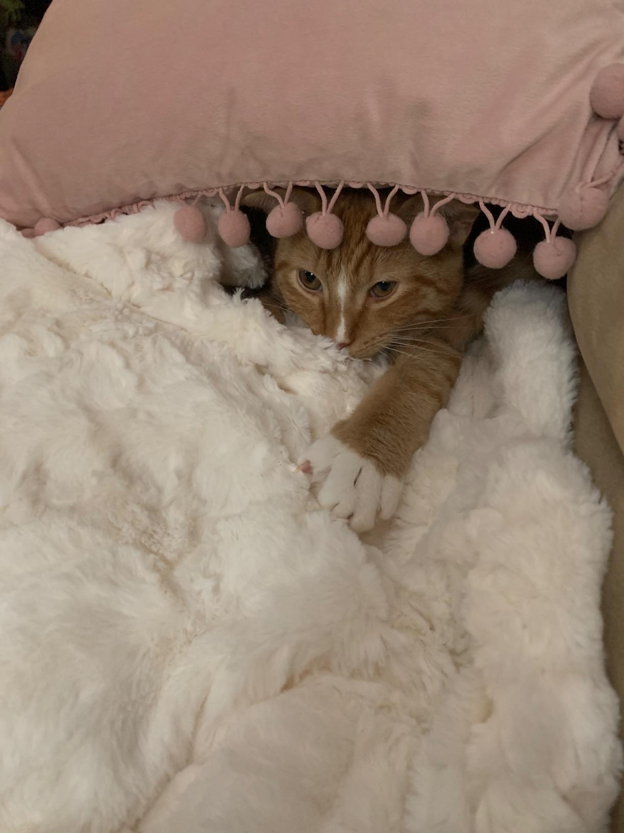 GRACED SOFT LUXURIES Oversized Throw Blanket Living Room Decor Softest Warm Elegant Aesthetic Comfy Cozy Faux Fur for Home, Couch, Sofa, Bed, Chair (XL 60 GRACED SOFT LUXURIES Oversized Throw Blanket Living Room Decor Softest Warm Elegant Aesthetic Comfy Cozy Faux Fur for Home, Couch, Sofa, Bed, Chair (XL 60