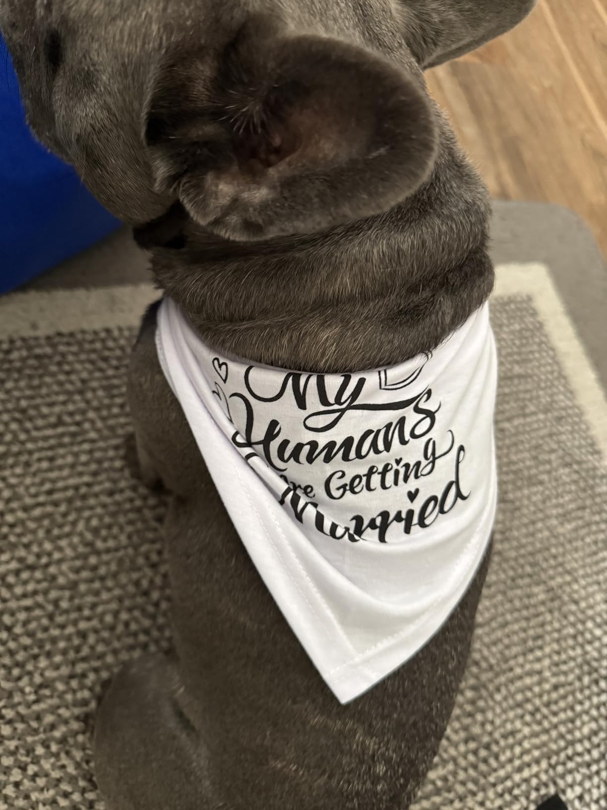 Engagement Gift, My Humans are Getting Married Dog Bandana, Wedding Photo Prop, Pet Scarf, Dog Engagement Announcement, Pet Accessories (Black) Customer Review Engagement Gift, My Humans are Getting Married Dog Bandana, Wedding Photo Prop, Pet Scarf, Dog Engagement Announcement, Pet Accessories (Black) - Customer Photo 1