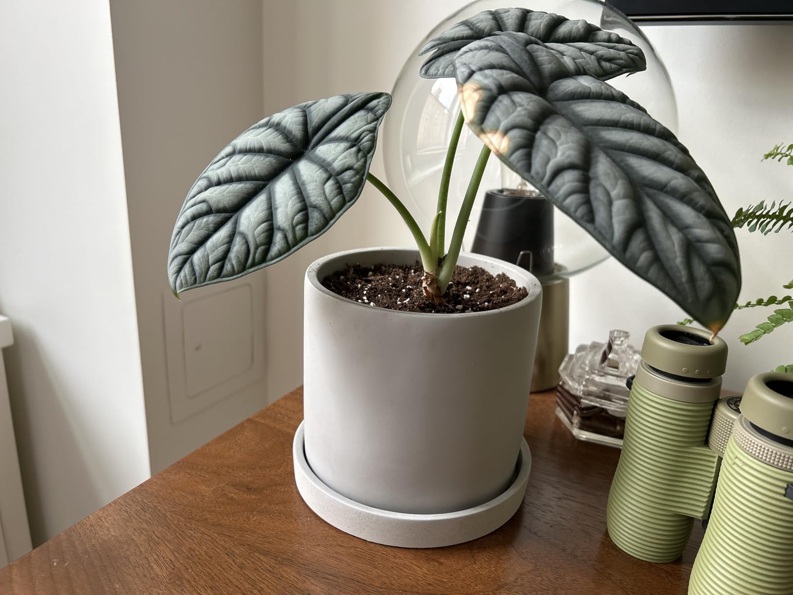 Ekirlin 6 Inch Flower Plant Pot Indoor - Grey Cement Garden Planter Concrete Planter with Drain Hole Saucer, Modern Succulents Containers for Home Decor, Office & Outdoor - Customer Photo 1