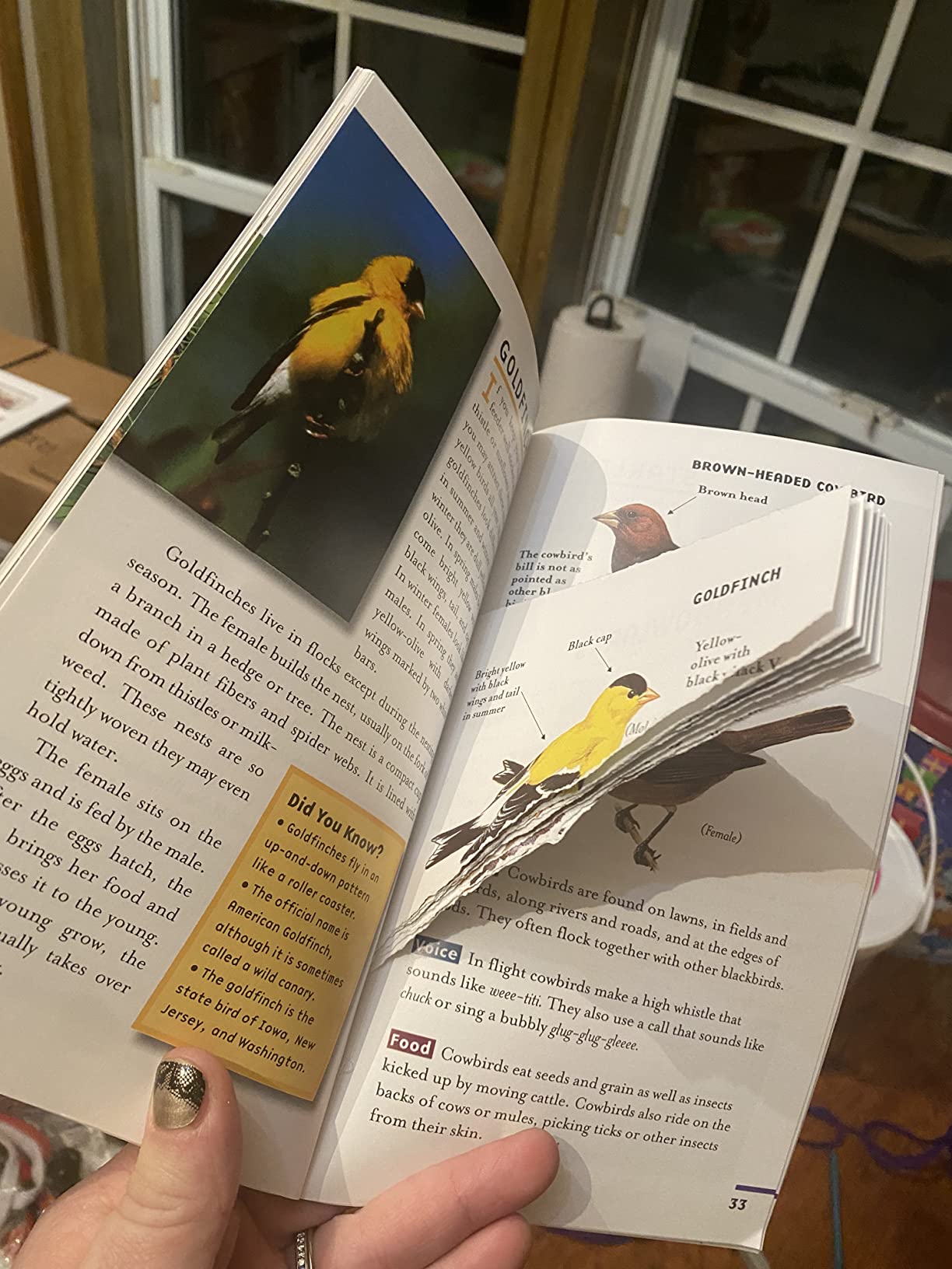Backyard Birds: The Essential Peterson Field Guide to North American Birding for Young Naturalists customer photo 2