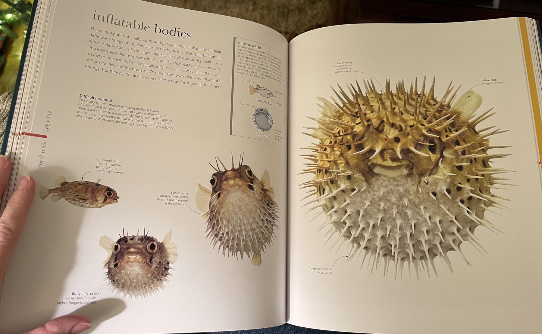 Oceanology: The Secrets of the Sea Revealed (DK Secret World Encyclopedias) customer photo 2