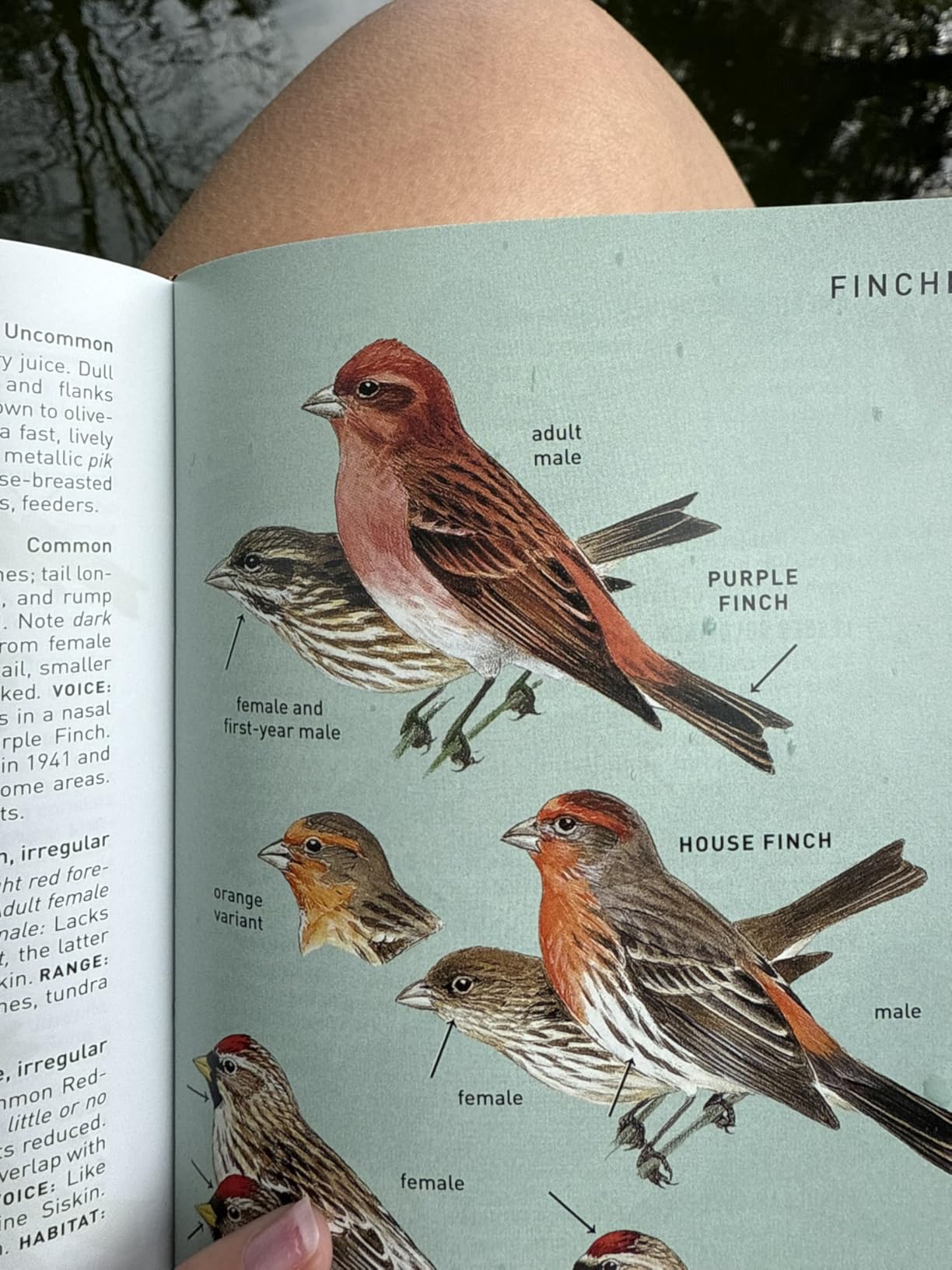 Peterson Field Guide To Birds Of Eastern & Central North America, Seventh Ed.: The Classic Birdwatching Guide with Updated Range Maps customer photo 1