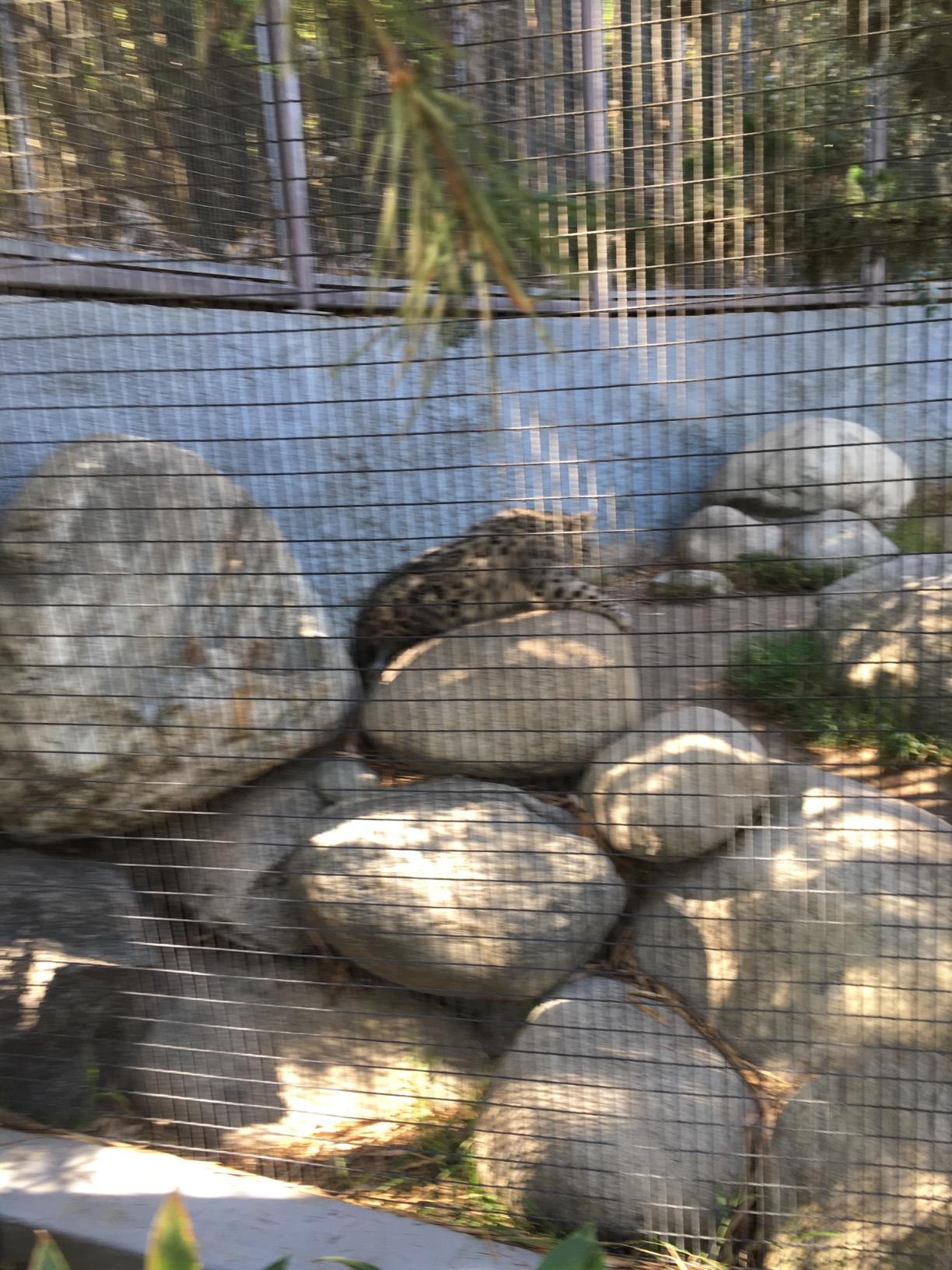 Explore My World: Snow Leopards customer photo 1
