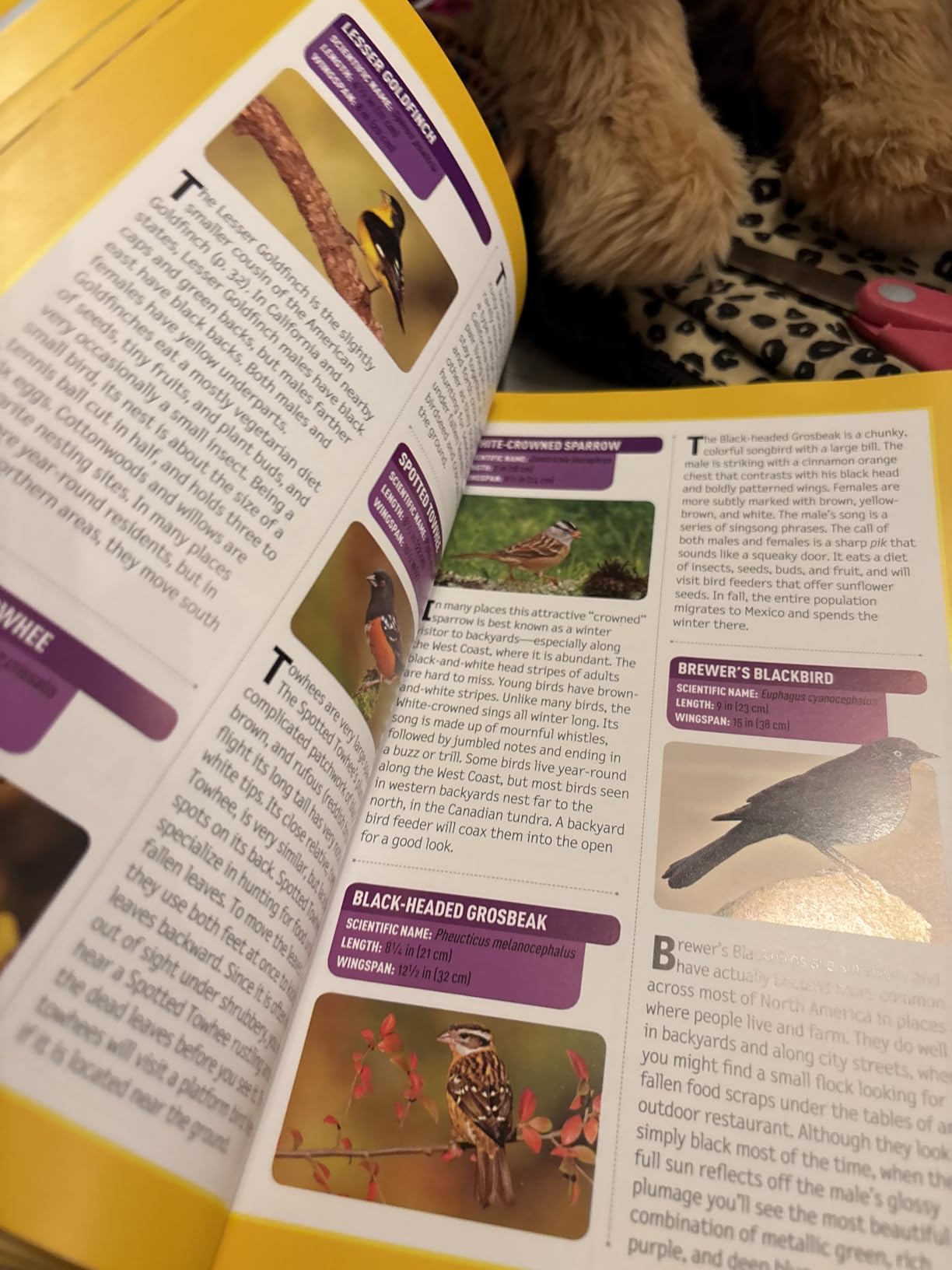National Geographic Kids Bird Guide of North America, Second Edition customer photo 1