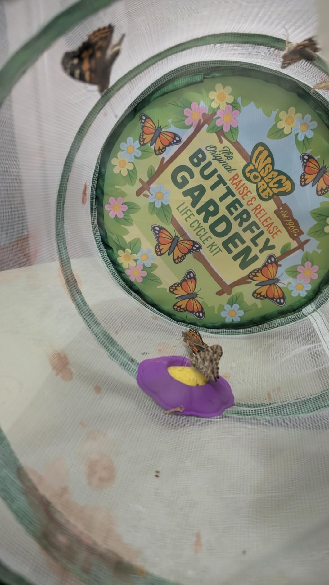 Insect Lore Raise and Release Butterfly Garden Kit - Caterpillar Habitat with Redeemable Voucher - STEM-accredited Butterfly Growing Kit customer photo 2