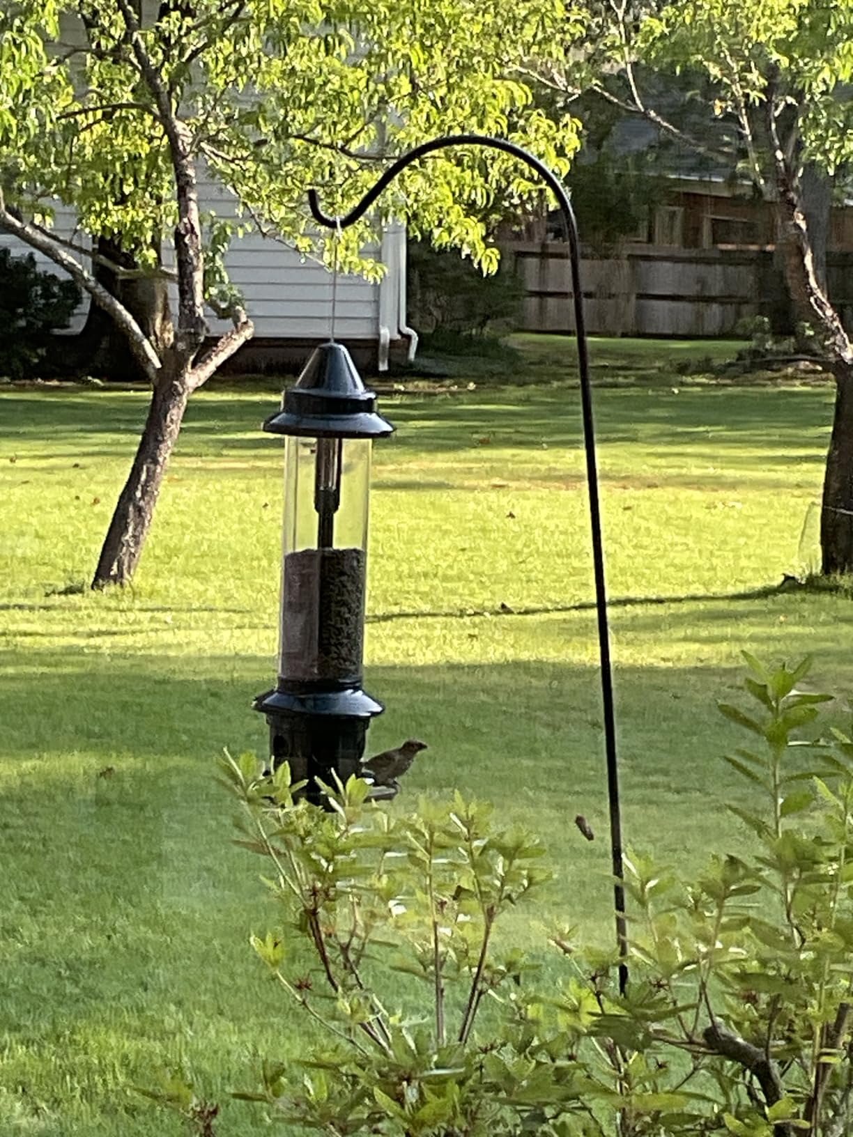 Brome Squirrel Buster Plus Squirrel-Proof Bird Feeder w/Cardinal Ring and 6 Feeding Ports, 5.1-Pound Seed Capacity customer photo 1