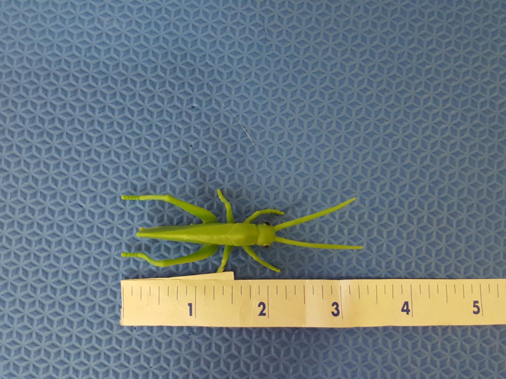 Safari Ltd. Insects TOOB - 14 Mini Figurines including Mantis, Educational Toy Figures customer photo 2