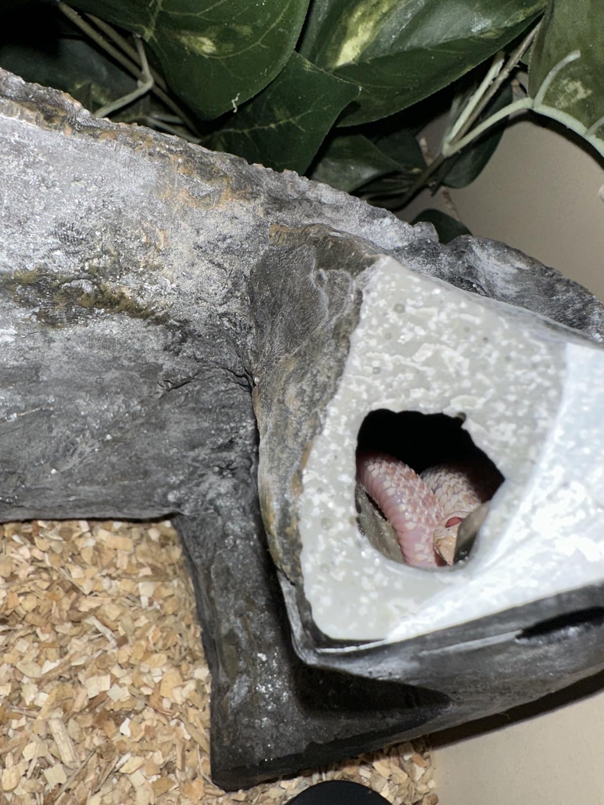Zilla Shale Rock Den, Naturalistic Reptile Rock Décor, Medium | Reptile hide with elevated basking platform, non-porous finish, easy to clean, safe for aquatic or terrestrial terrarium customer photo 1
