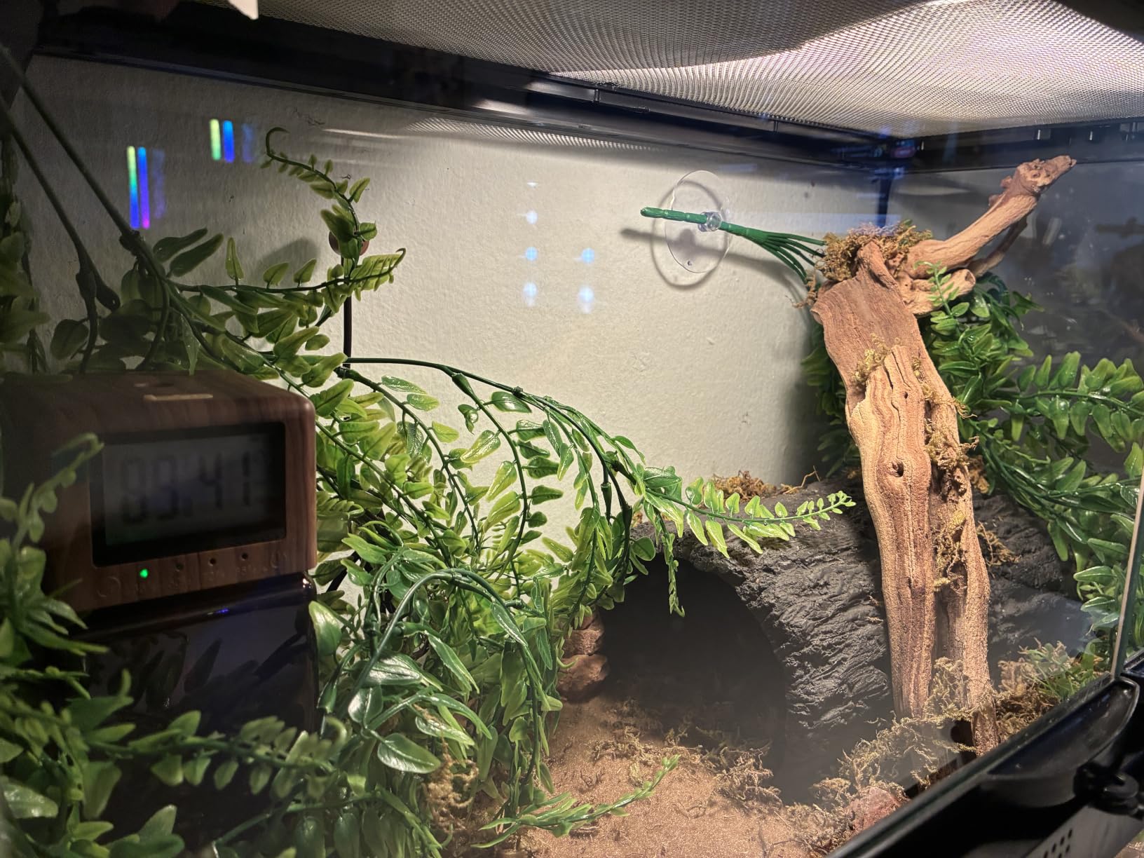 Exo Terra Forest Branch Small - Natural Wood Terrarium Decoration | For Reptiles, Amphibians & Small Pets customer photo 1