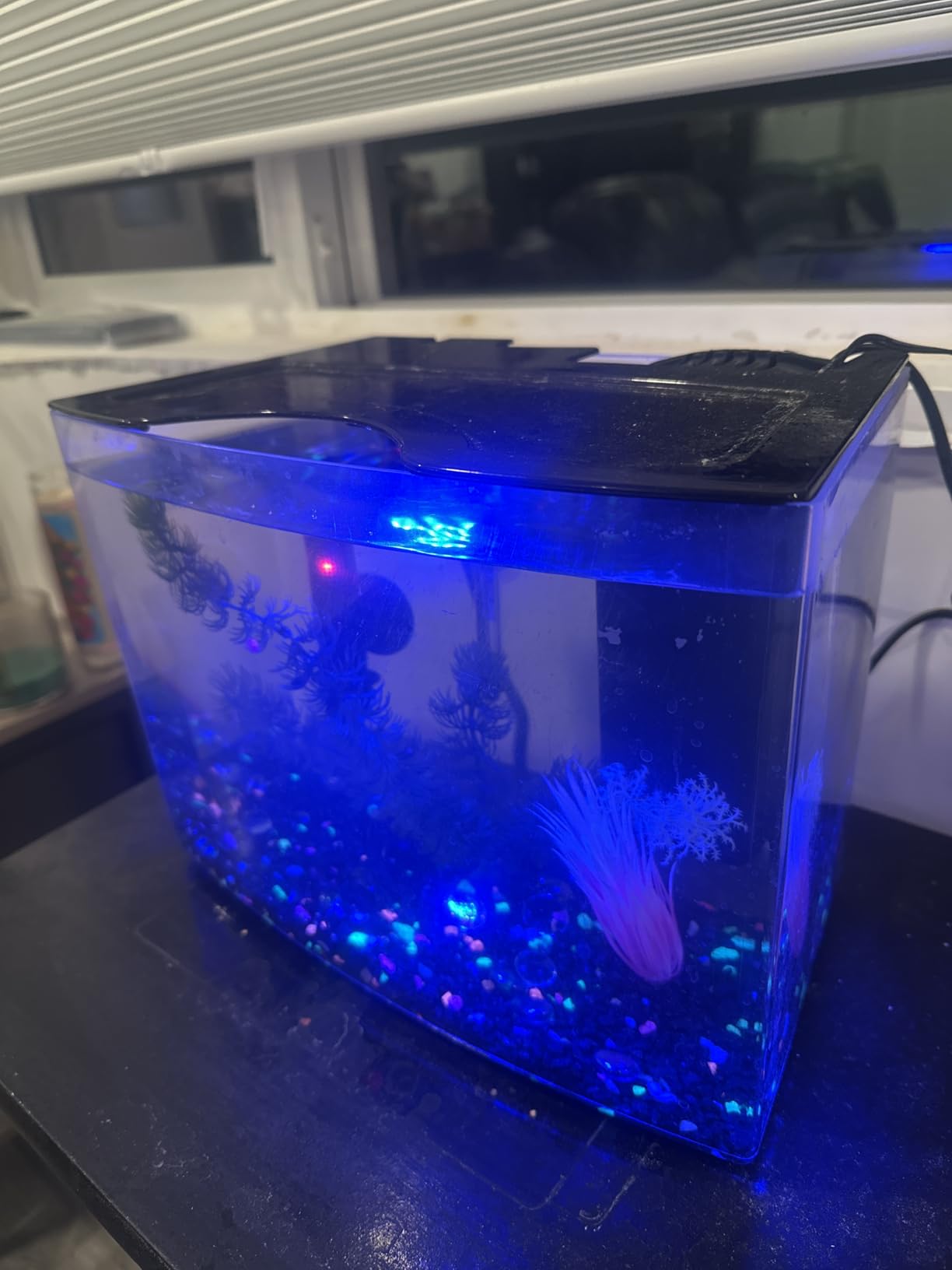 Tetra ColorFusion Starter 3 Gallon Fish Tank Kit for Small Freshwater Fish | Aquarium Kit Includes Bubbling Color-Change LED Air Stone, 3 Gallon Acrylic Tank, Filter & Cartridge, Air Pump, Tubing, Valve customer photo 2