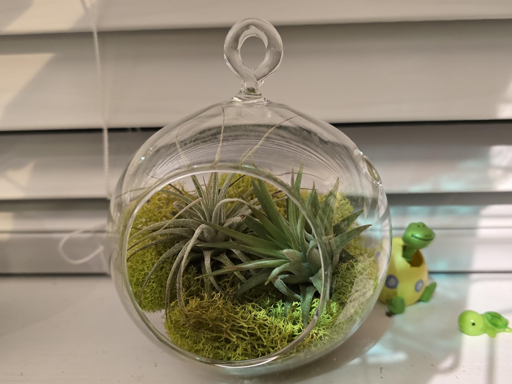 Stunning Flat Bottom Globe Terrarium Kit with Small Assorted Air Plants, Beige Stones and Moss Plant Terrarium - Live Tillandsia Air Plants Holder - Glass Terrariums for Plants and Succulents customer photo 1