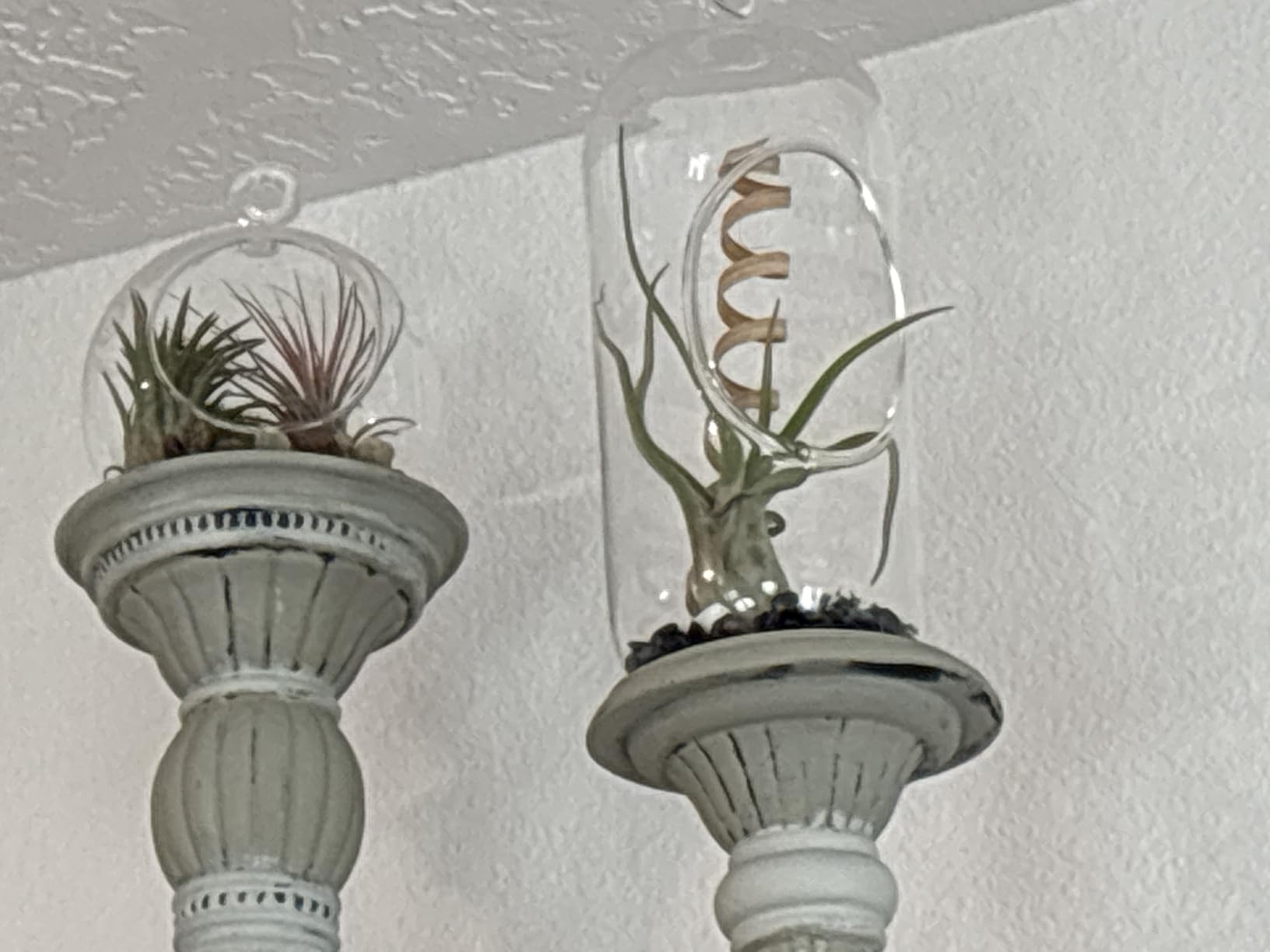 Stunning Flat Bottom Globe Terrarium Kit with Small Assorted Air Plants, Beige Stones and Moss Plant Terrarium - Live Tillandsia Air Plants Holder - Glass Terrariums for Plants and Succulents customer photo 2