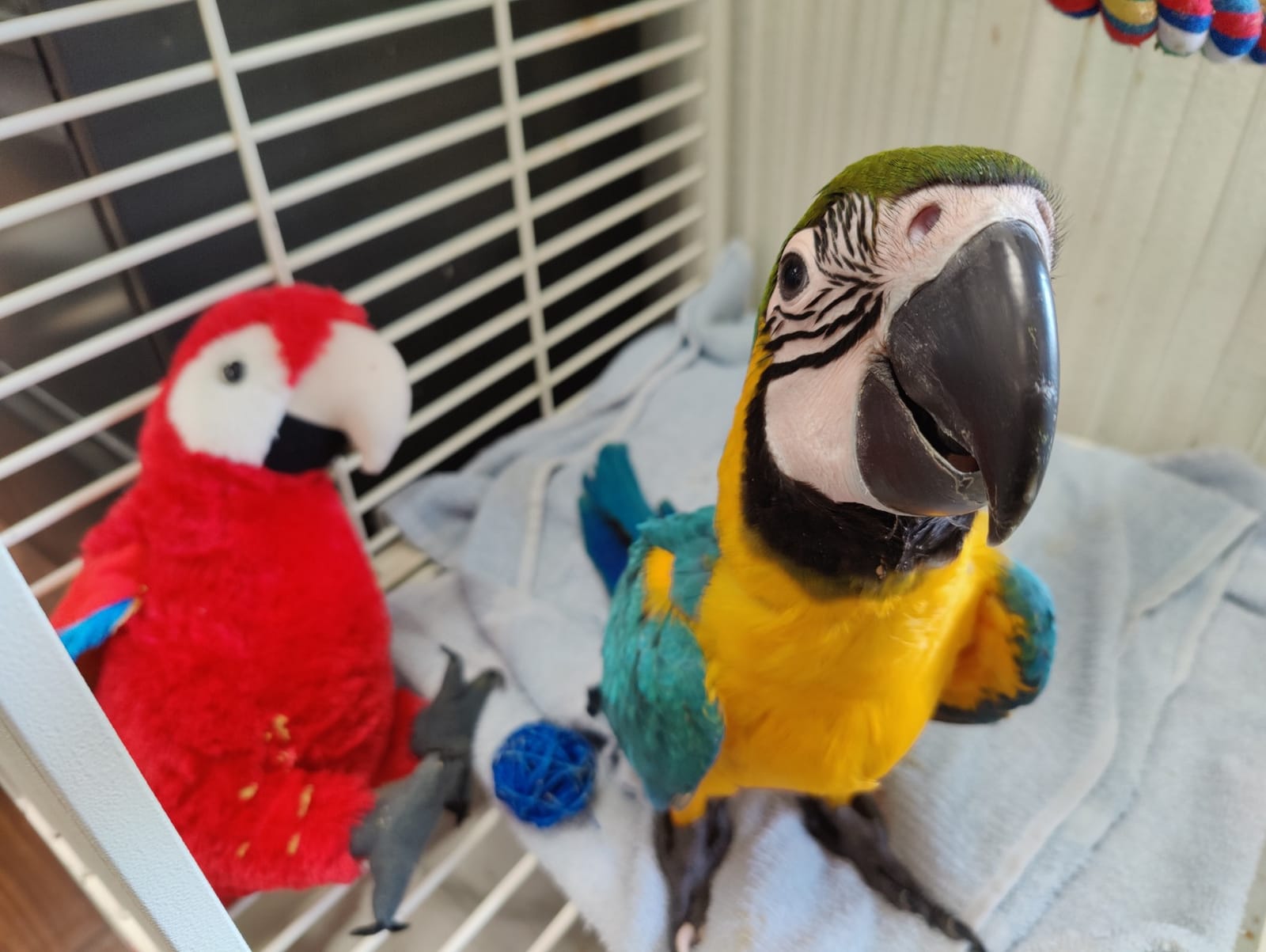 Wild Republic Scarlet Macaw Plush, Stuffed Animal, Plush Toy, Gifts for Kids, Cuddlekins 12 Inches customer photo 2