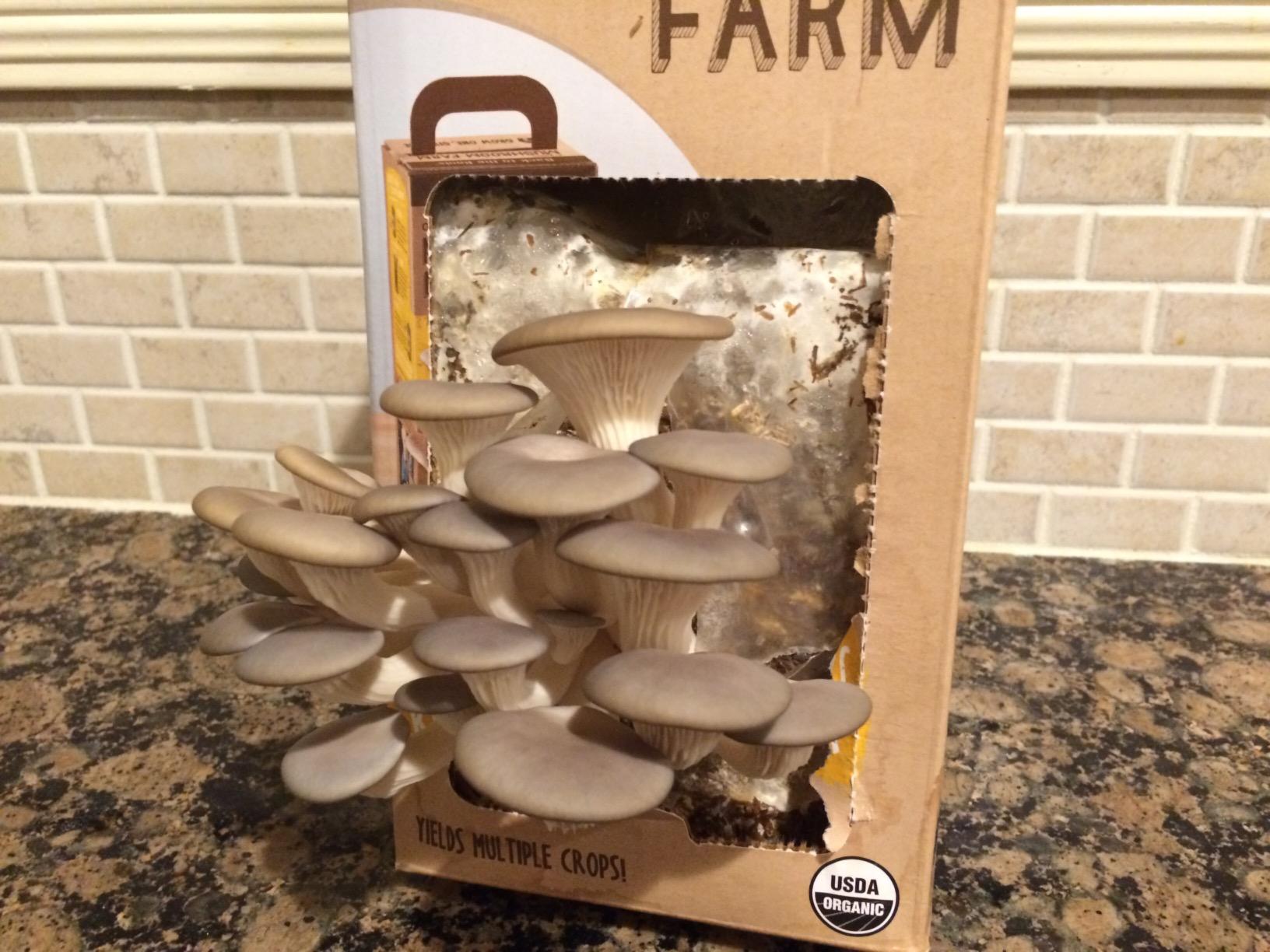 Back to the Roots Organic Oyster Mushroom Grow Kit, Harvest Gourmet Mushrooms In 10 Days customer photo 1
