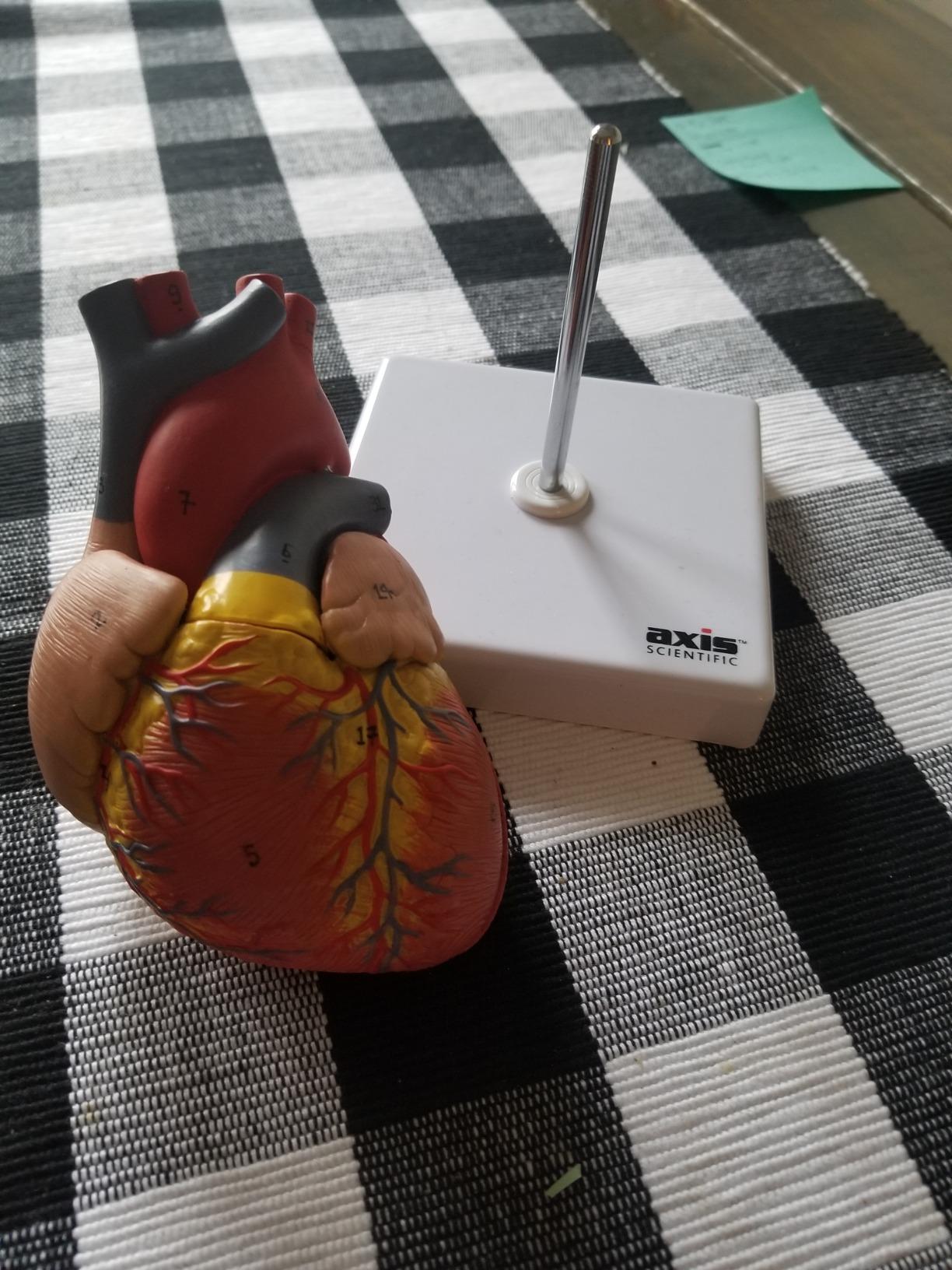 Axis Scientific Life-Size Human Heart Model | 2-Part Magnetic Design with 34 Clearly Labeled Internal Structures, Mounted on Base customer photo 1