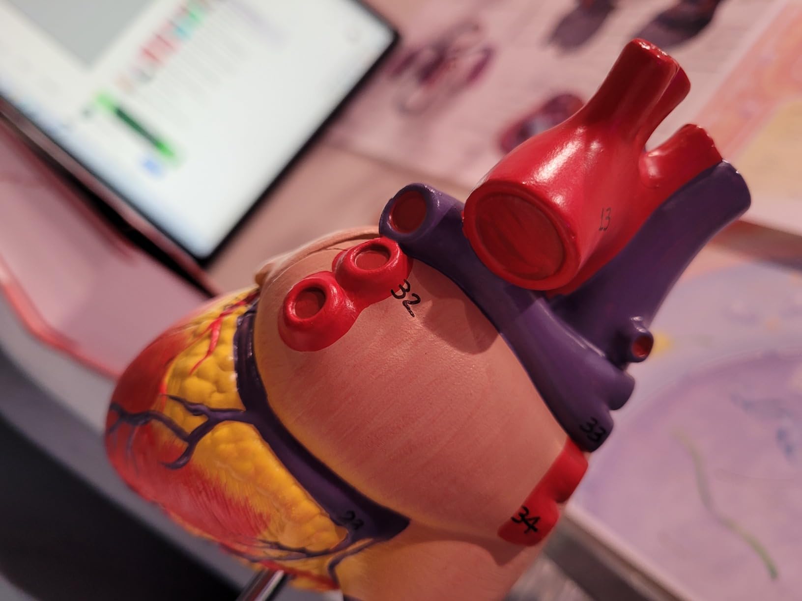 Axis Scientific Life-Size Human Heart Model | 2-Part Magnetic Design with 34 Clearly Labeled Internal Structures, Mounted on Base customer photo 2