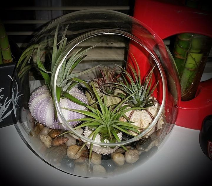 Mkono Plant Terrarium Display Glass Tabletop Succulent Air Plant Planter Globe Microlandschaft House, M | Succulent Holder, Oblique Mouth Opening, DIY Airplant Display, Multi-Purpose, Home Balcony Office Decor, Plant Lover Gift customer photo 1