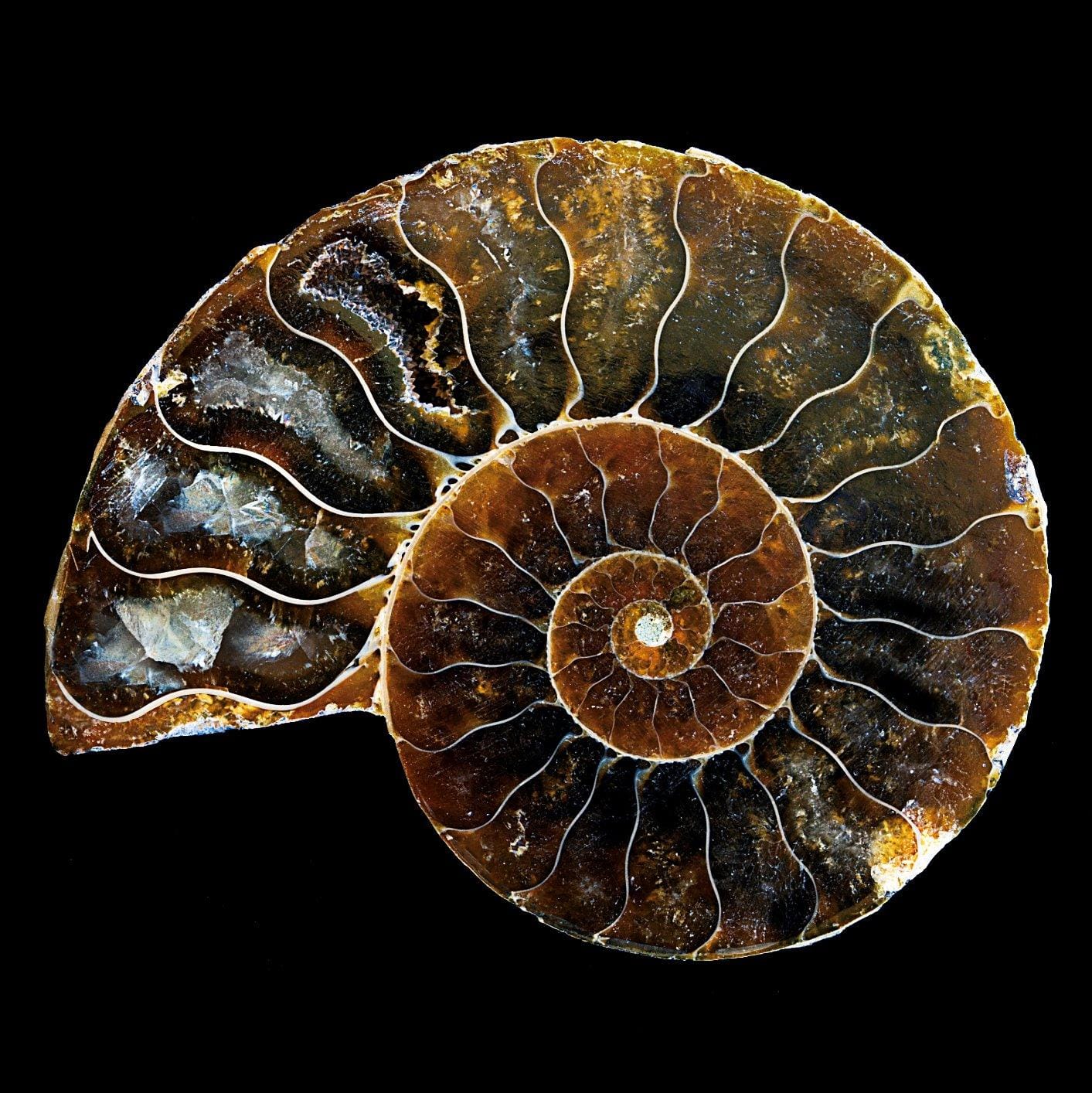 KALIFANO Extinct Natural Polished Ammonite Shell Pair Fossil Stone - Mineral from Madagascar with Feng Shui Healing Properties Thought to Bring Wealth, Prosperity, and Relaxation customer photo 1