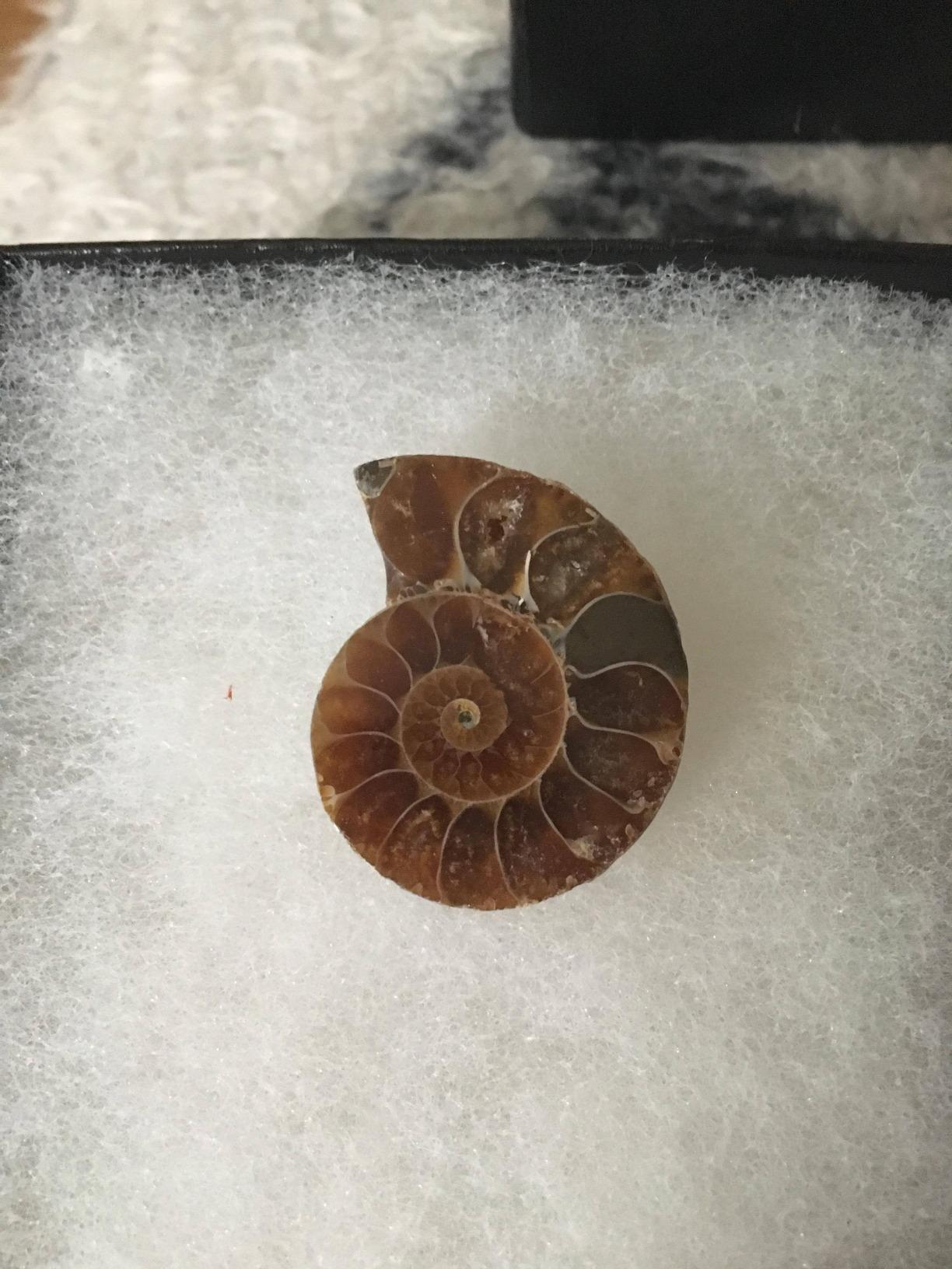 KALIFANO Extinct Natural Polished Ammonite Shell Pair Fossil Stone - Mineral from Madagascar with Feng Shui Healing Properties Thought to Bring Wealth, Prosperity, and Relaxation customer photo 2