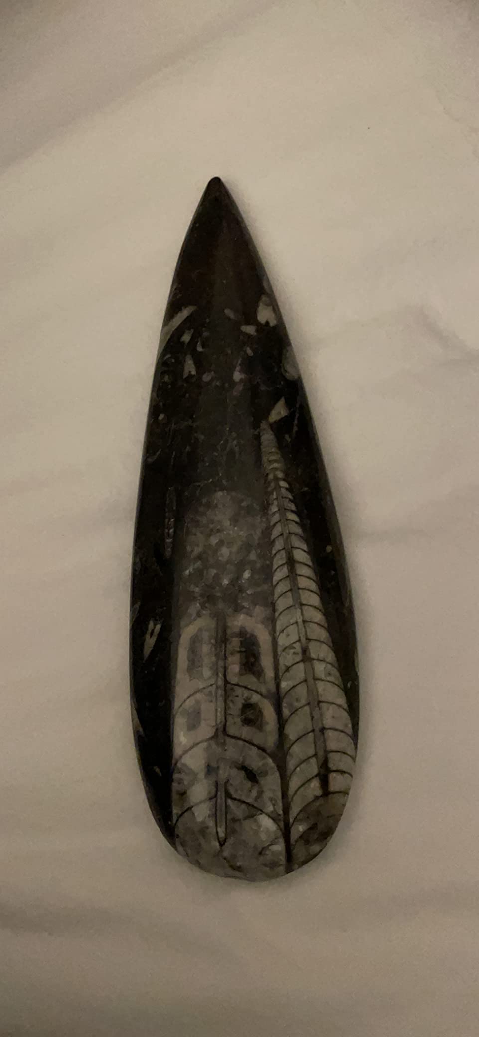 KALIFANO Authentic Natural Orthoceras Fossil - Extinct Cephalopod Shell from Morocco customer photo 1