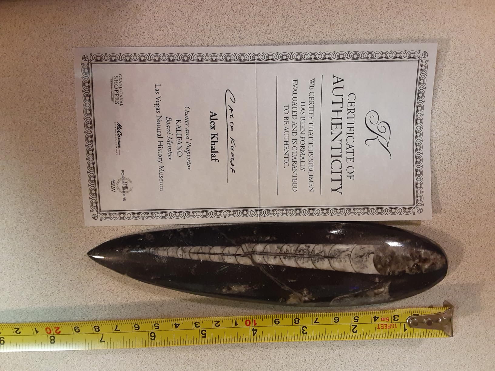 KALIFANO Authentic Natural Orthoceras Fossil - Extinct Cephalopod Shell from Morocco customer photo 2