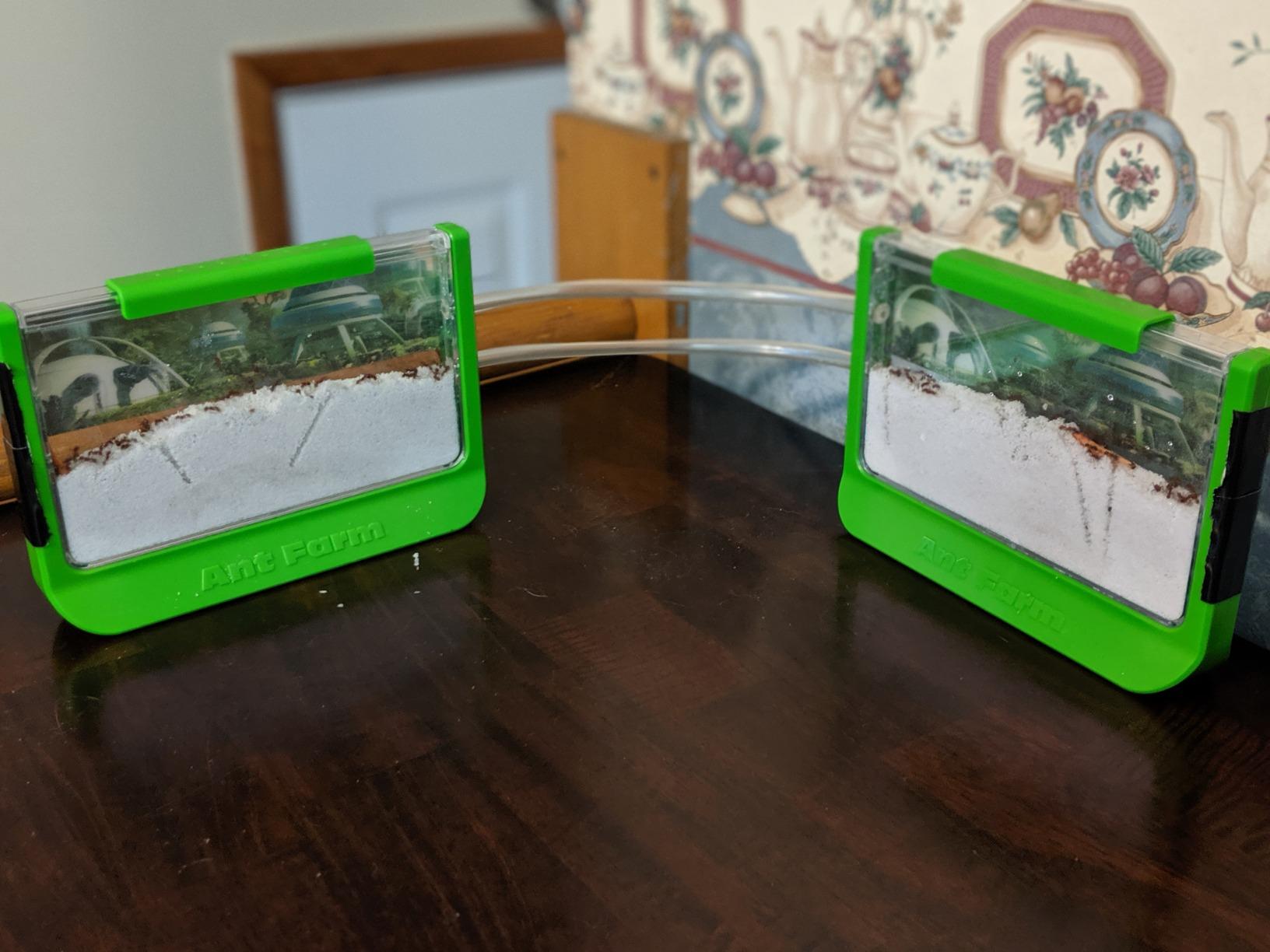 Uncle Milton Ant Farm Antopia Rainforest Ant Habitat - Observe Live Ants - STEM - Nature Learning Toy Green For 6 - 15 years customer photo 2